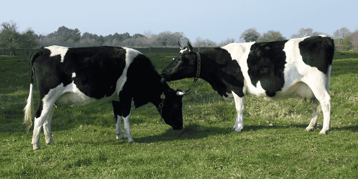 "Avant même de savoir si on les réintroduit en Europe, on est prêt à rouvrir notre marché à des viandes issues d'animaux nourris avec des farines animales", s'alarme néanmoins Bruno Dufayet, président de la Fédération nationale bovine (FNB), qui dénonce une "incohérence politique terrible".