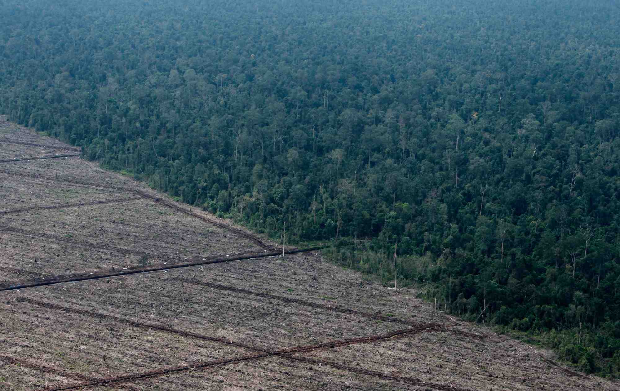 Photo d'archives : une vue de la deforestation sur l'ile de sumatra en indonesie