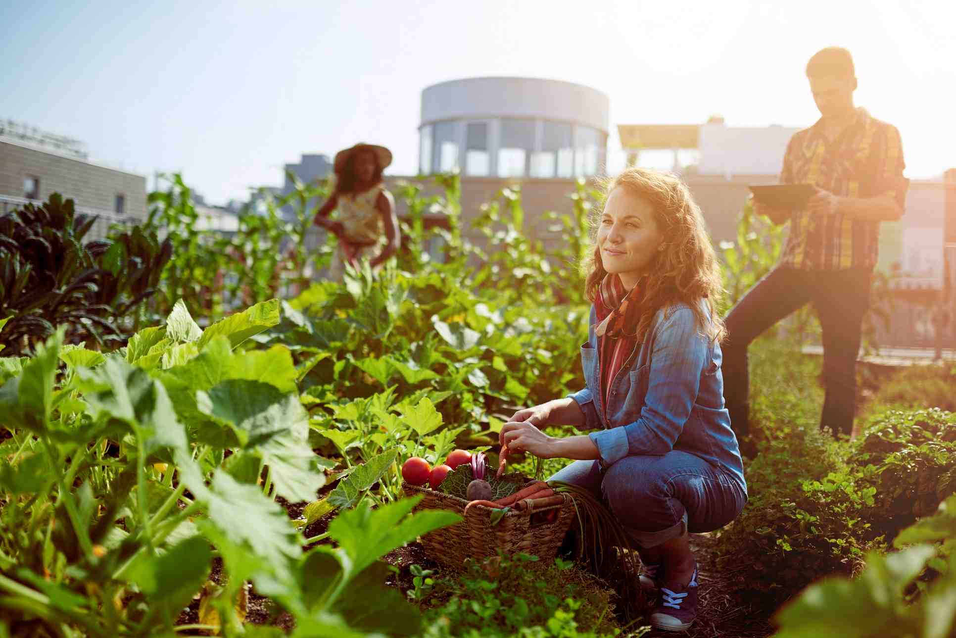 agriculture urbaine