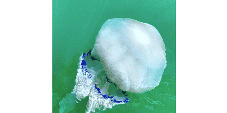 Le projet Medus'Oc vise à étudier la dynamique de prolifération des méduses qui s'accumulent dans les filets de pêche, et à identifier les pistes de valorisation de ces gélatineux.