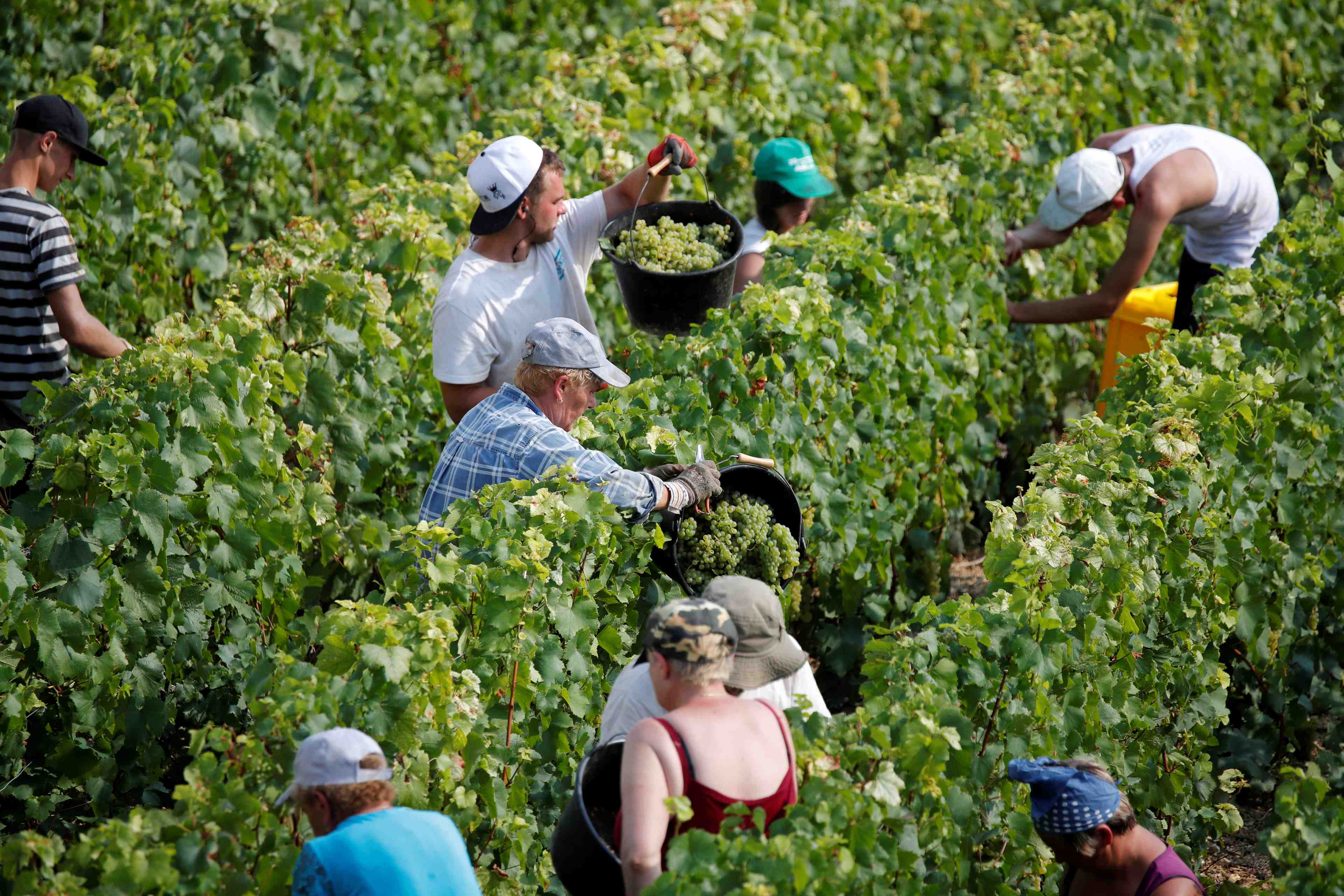 Champagne: les vendanges 2018 s'annoncent exceptionnelles