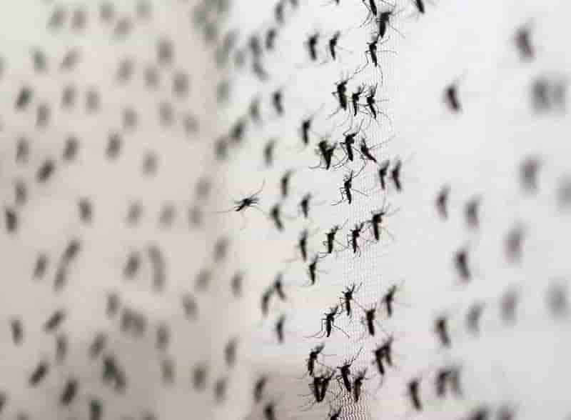 La france restreint les dons du sang en raison de l'epidemie de virus zika 