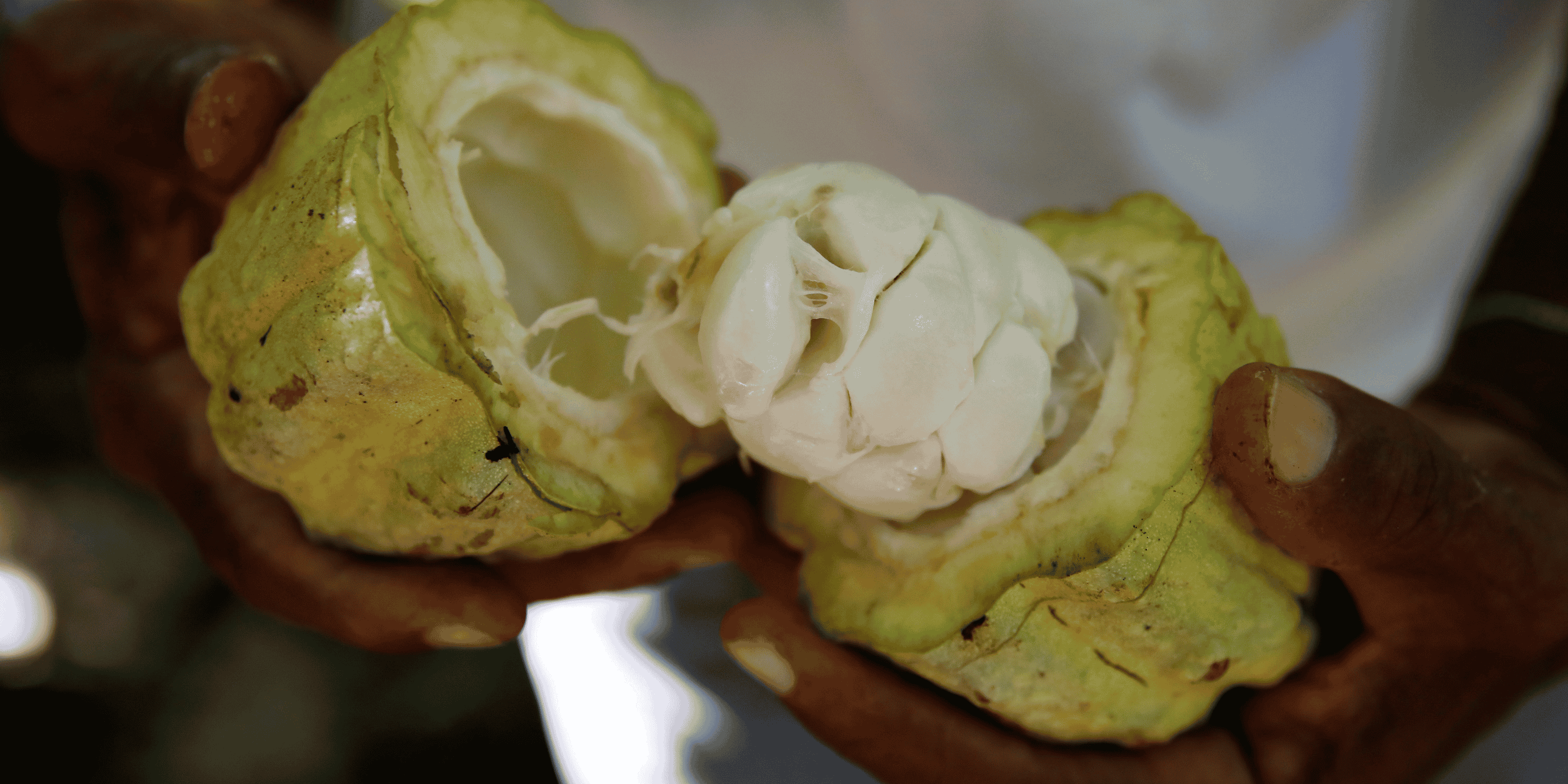 Cacao