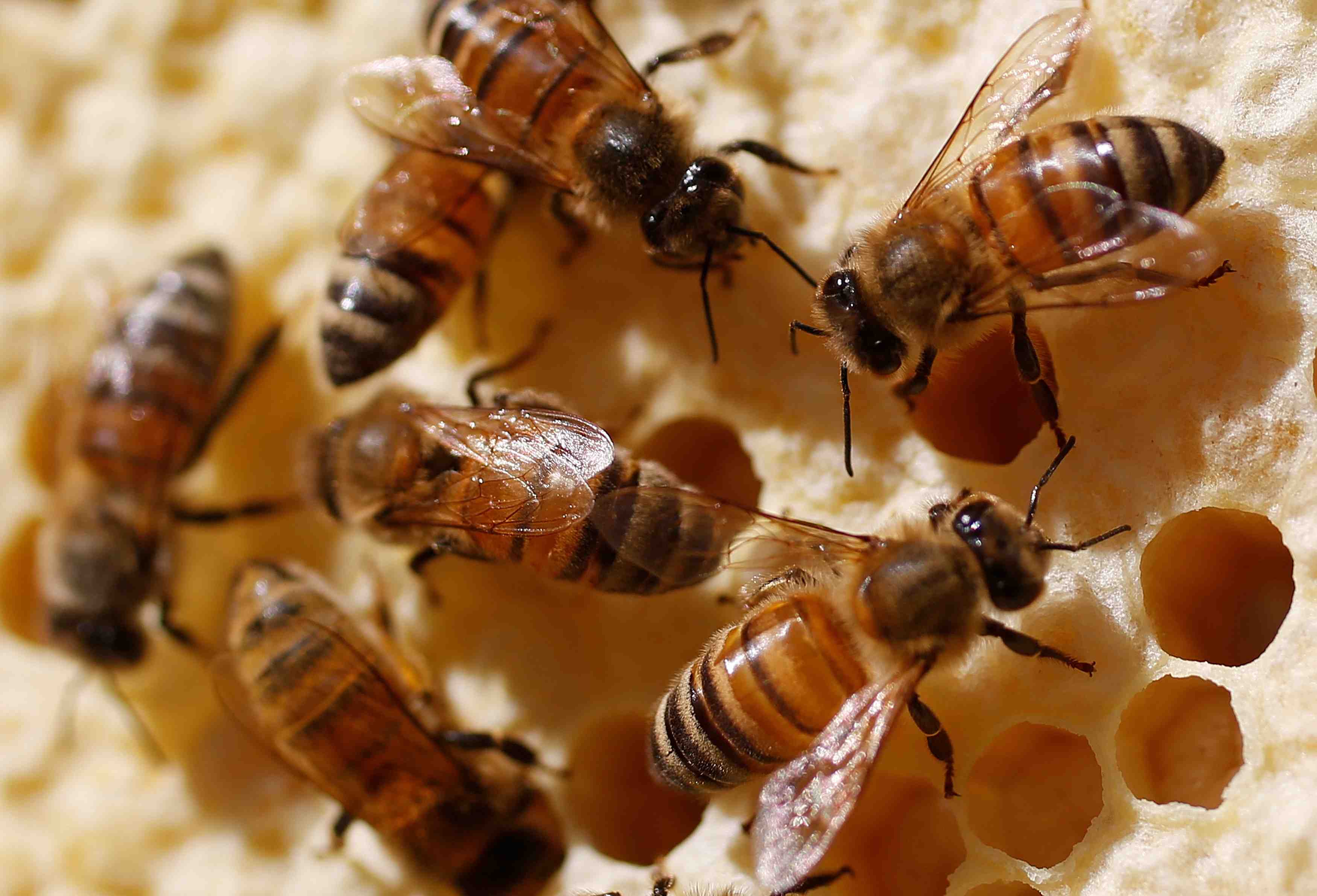 Pres d'un tiers des ruches decimees l'hiver dernier