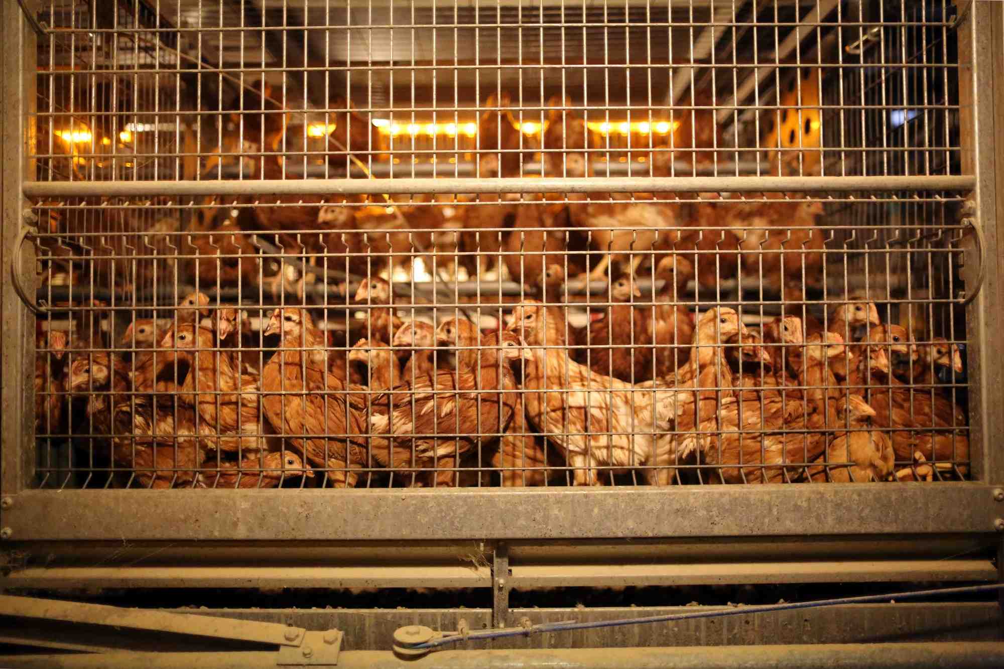 Si aujourd'hui la France est toujours autosuffisante en produits laitiers, elle l'est de moins en moins en viande bovine, et ne l'est plus en viande de volaille, dont 55% de la consommation intérieure est satisfaite par les importations, rappelle le rapport.