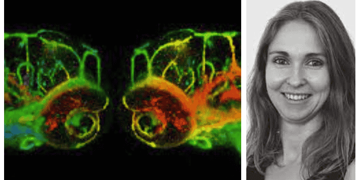 Laura Fontenille est la cofondatrice de la biotech Azelead à Montpellier, qui projette d'utiliser le zebrafish à l'état embryonnaire pour créer un avatar dans lequel reproduire la tumeur cancéreuse d'un patient, suivre son évolution et tester des traitements.