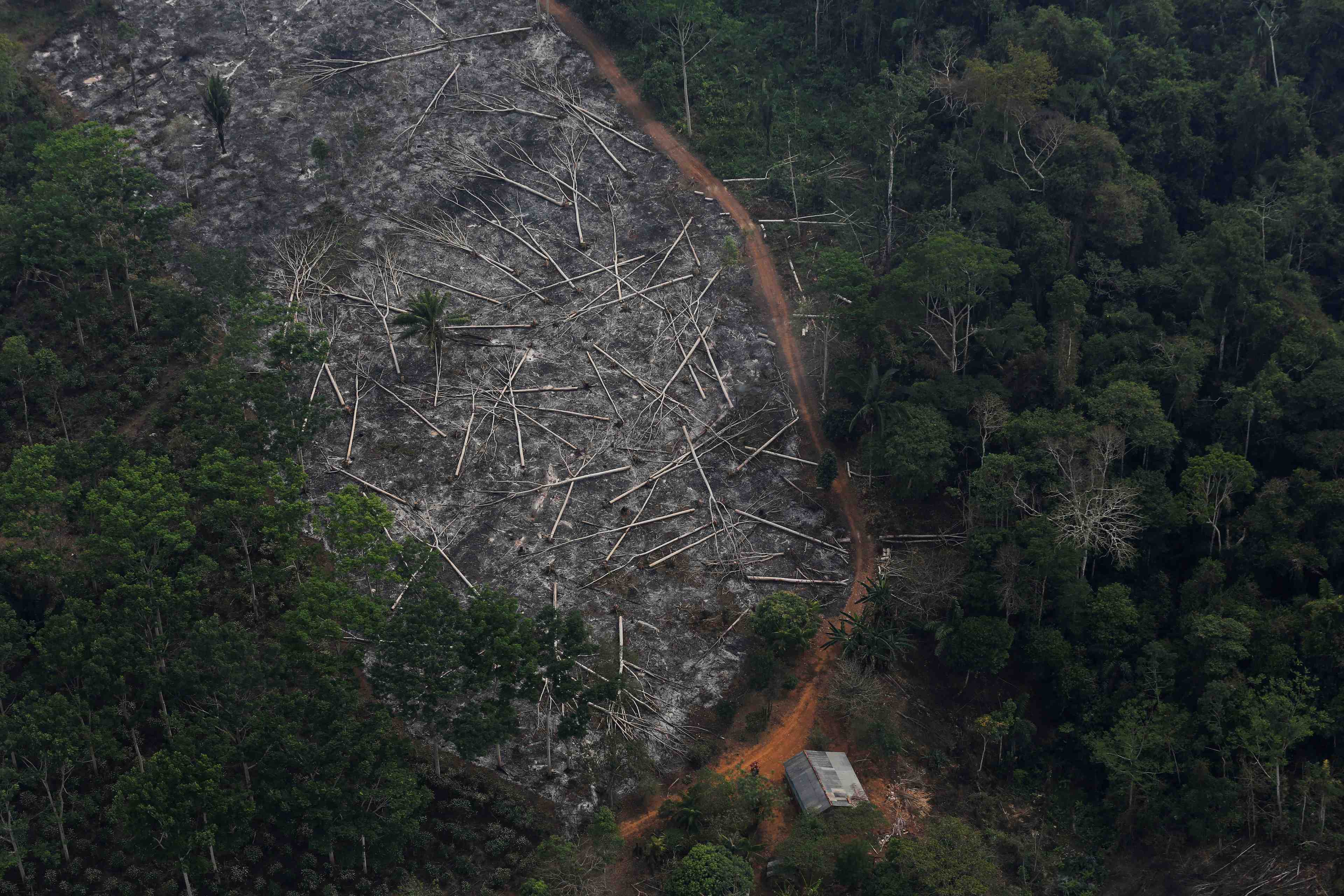 La deforestation au bresil a bondi de 67% depuis janvier