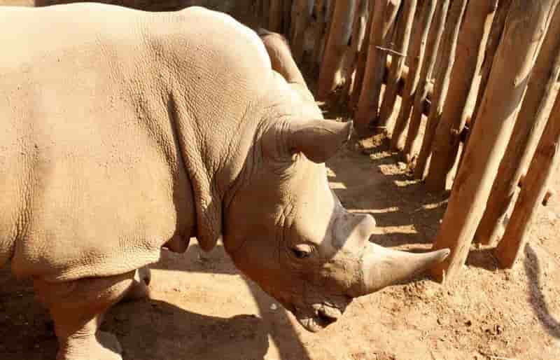 Mort au Kenya d'un des sept derniers rhinocéros blanc du Nord