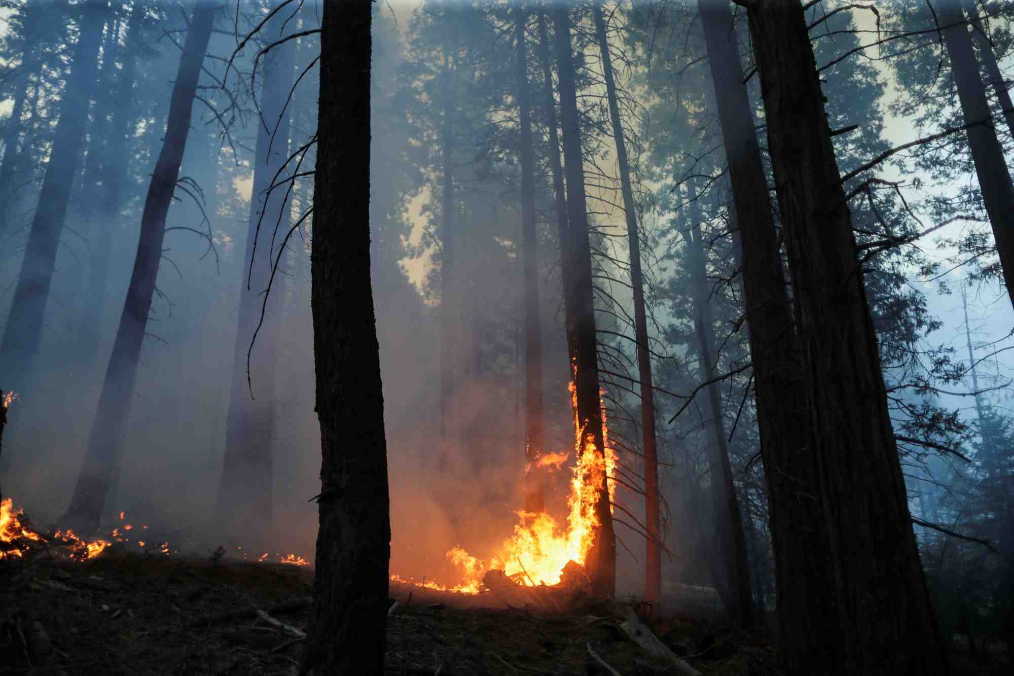 France: record d'emissions de co2 dues aux feux de foret