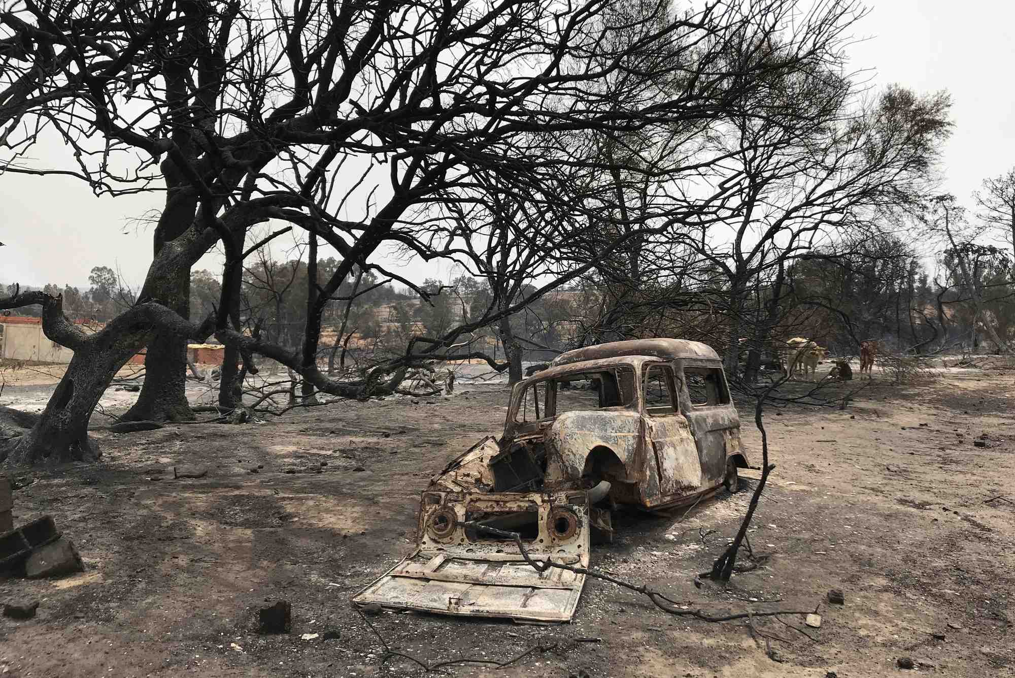 Le bilan des feux de foret en algerie s'alourdit a 37 morts