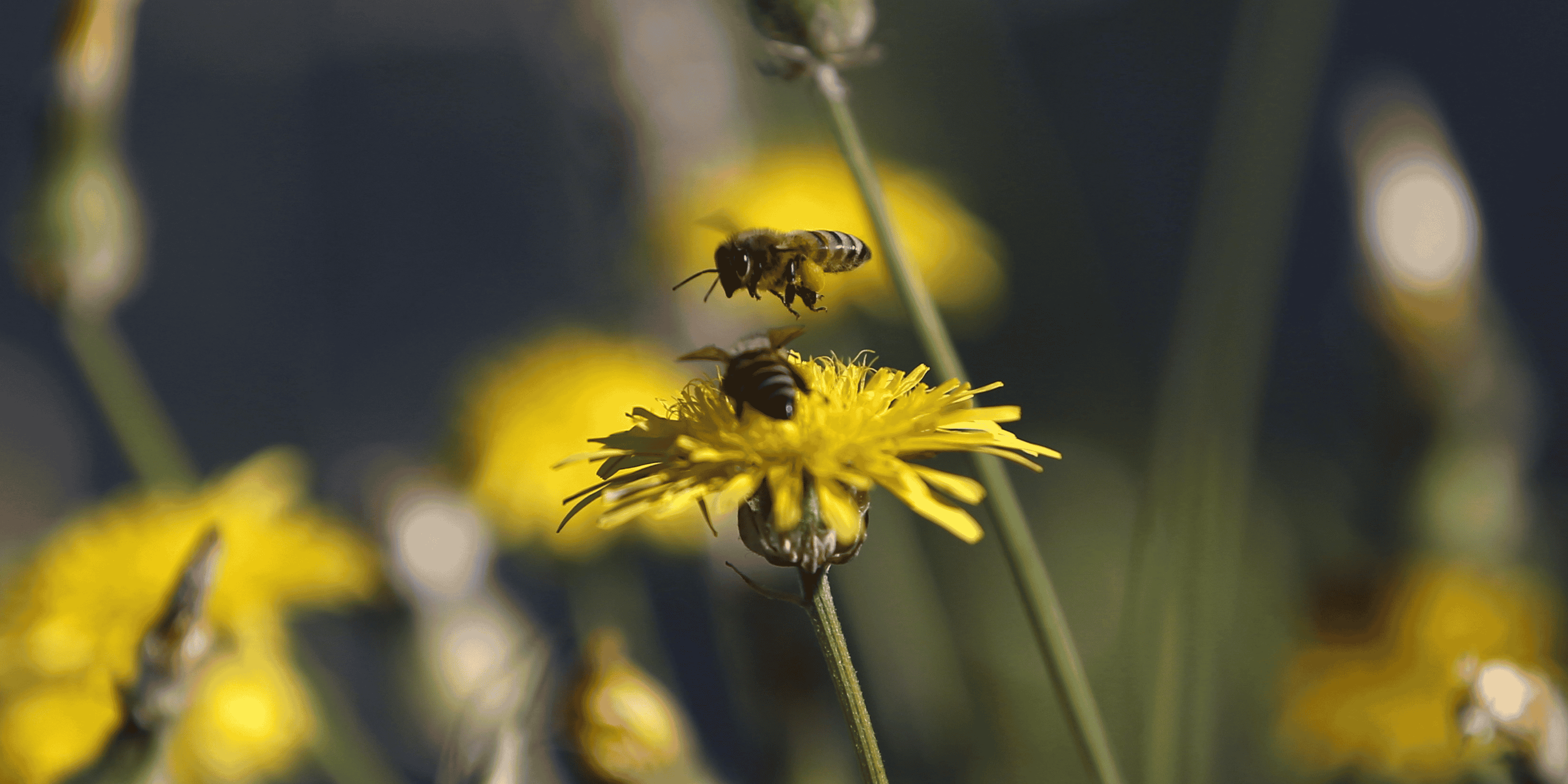 Biodiversité