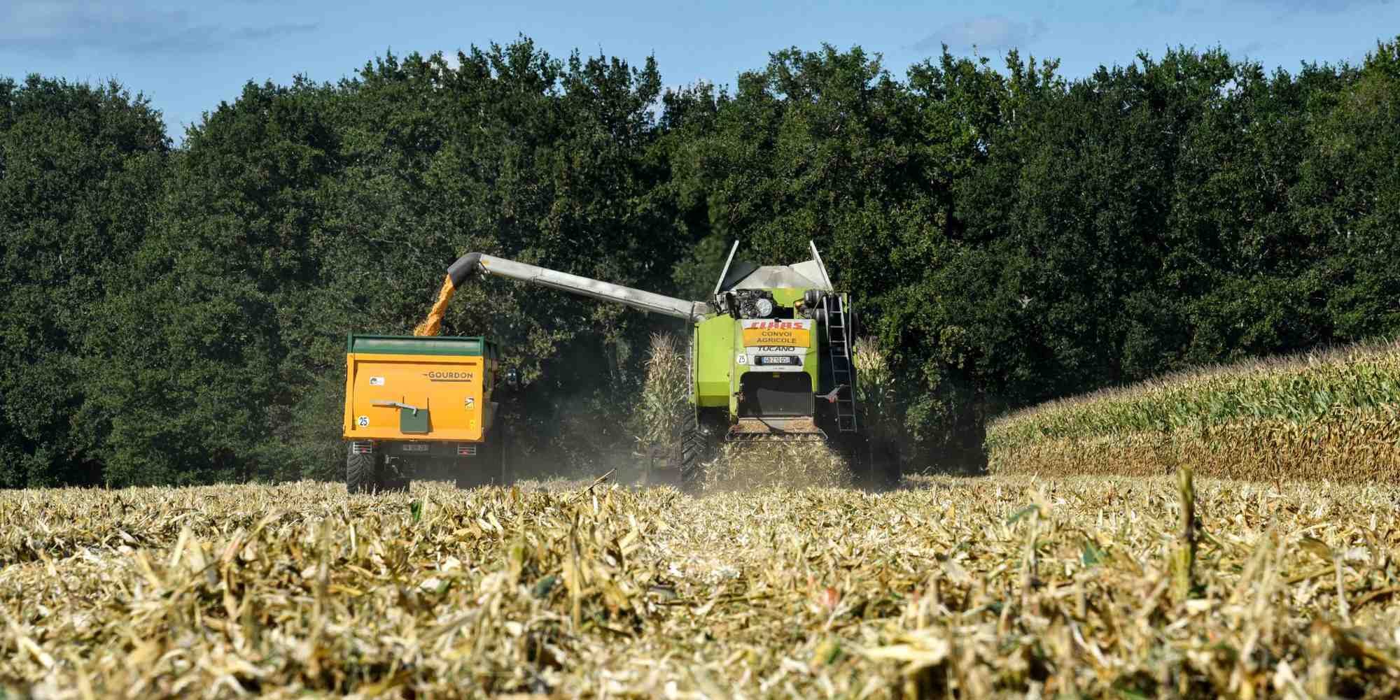 En difficulté depuis plusieurs années, quatre grandes coopératives agricoles du Sud-Ouest envisagent de se marier avec un partenaire de taille.