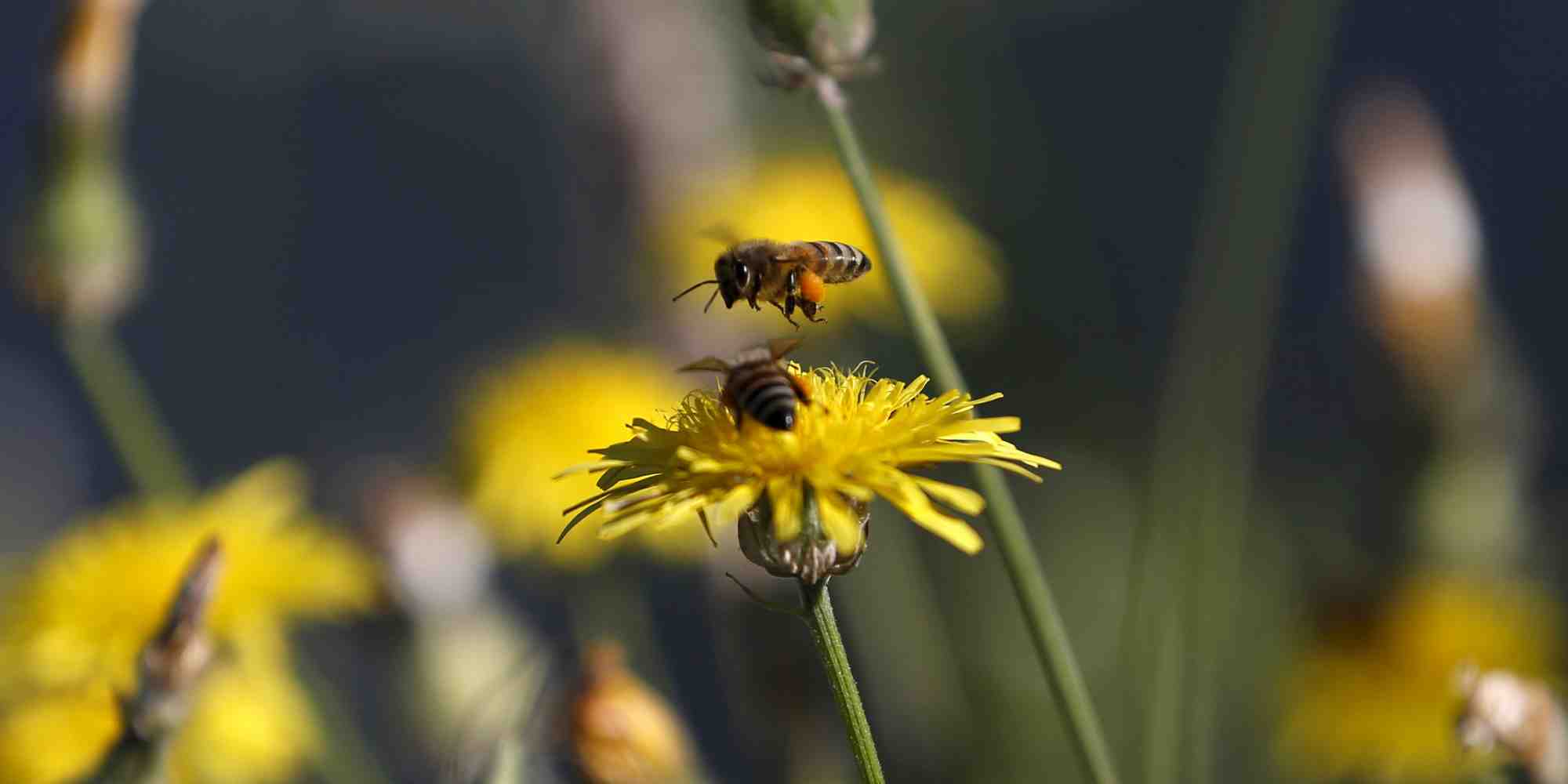 Photo d'illustration. Actuellement, 10 % de la Bretagne est couverte par des dispositifs de préservation de type Natura 2000.