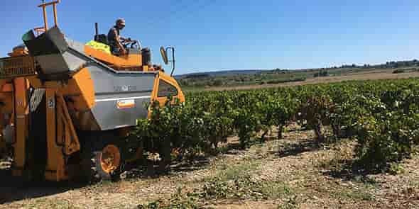 Vendanges