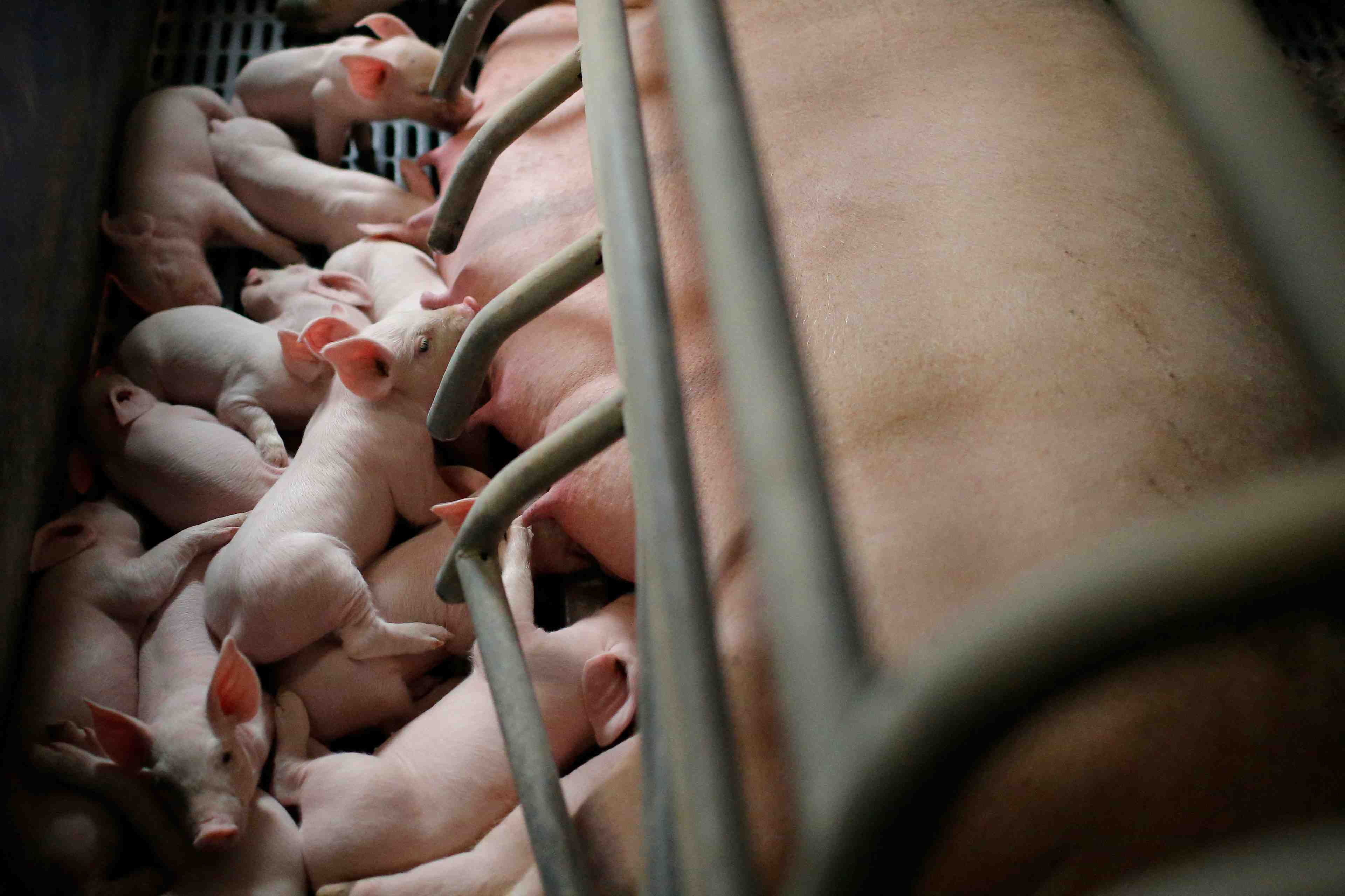 Plan de soutien de 270 millions d'euros pour la filiere porcine