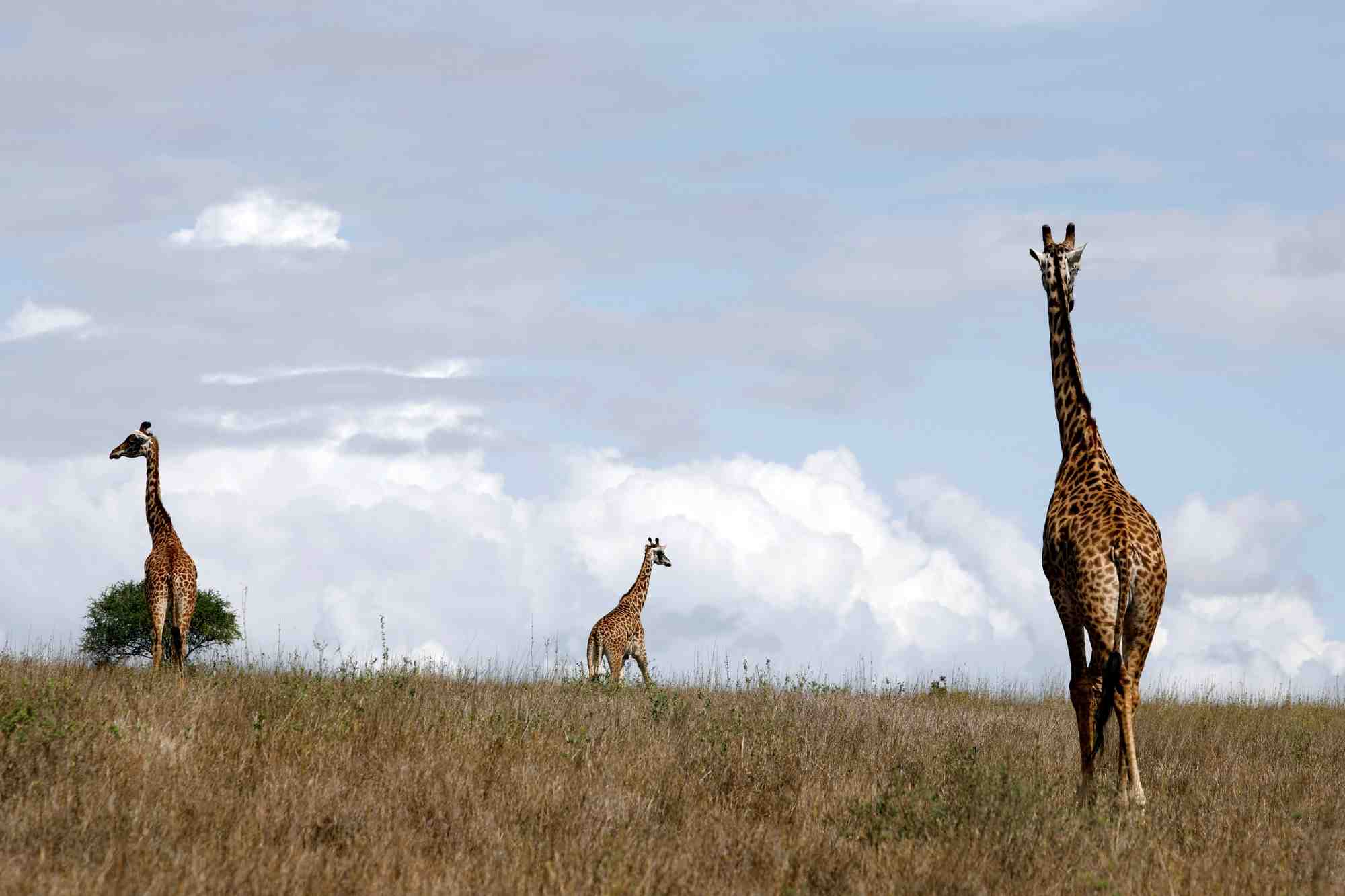Les girafes sont désormais une espèce menacée