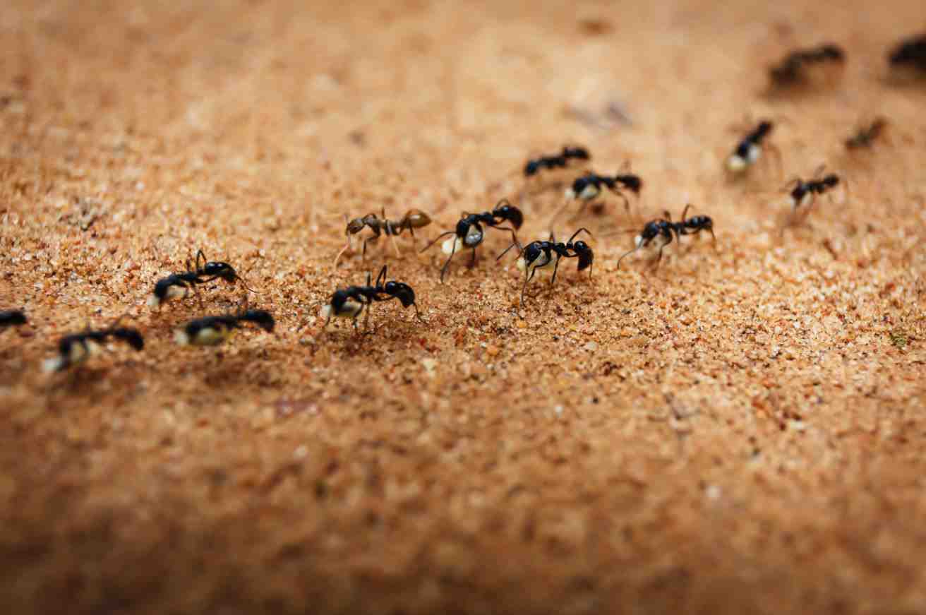 Fourmis