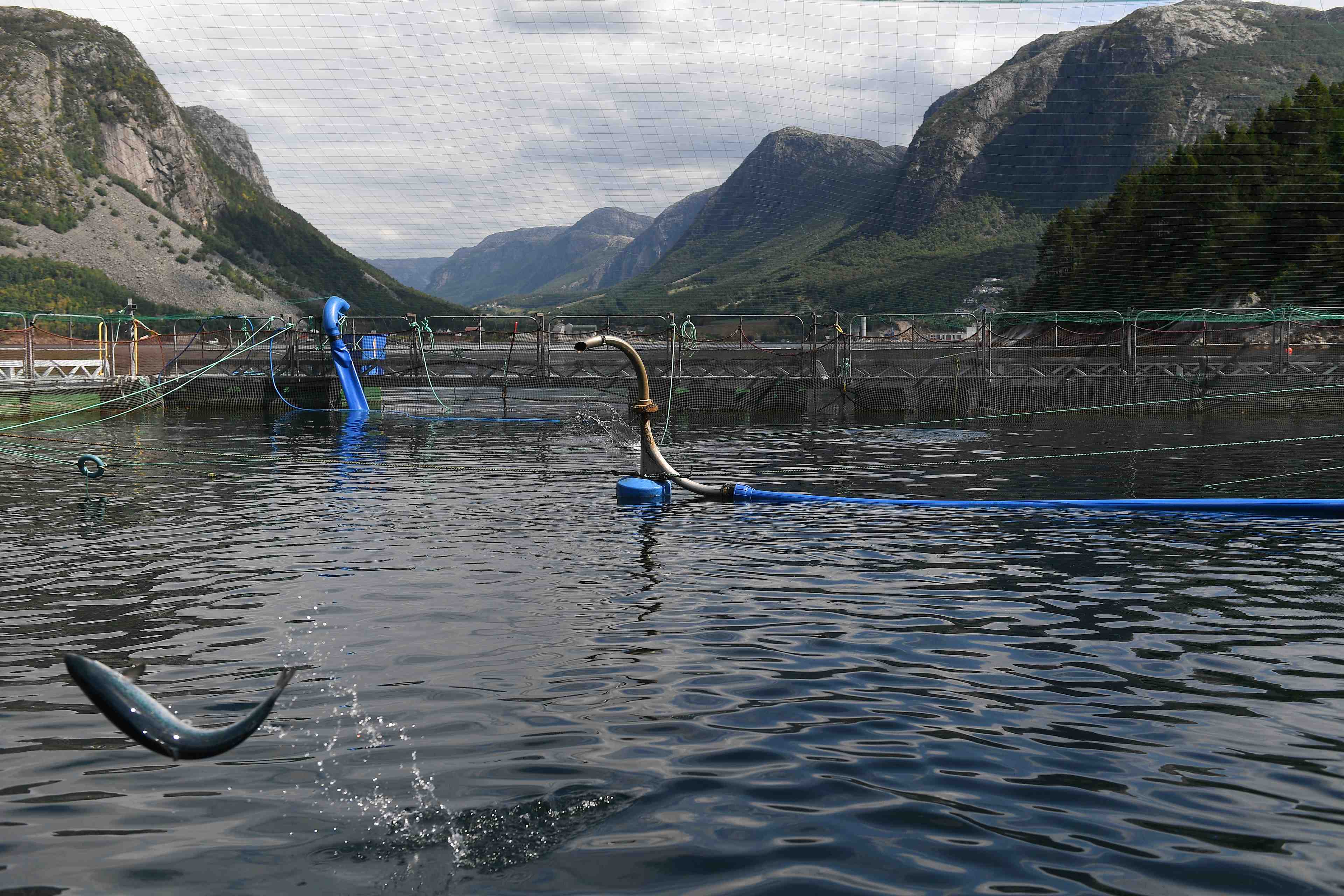 La norvege defend son saumon, accuse d'avoir emmene le coronavirus en chine