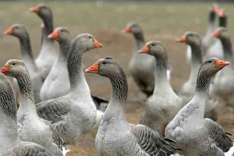 La zone de restriction de grippe aviaire couvre huit departements