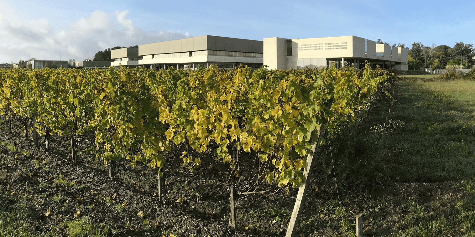 L'Institut Supérieur de la Vigne et du Vin (ISVV) est directement impliqué dans la création de la "Parcelle 52"