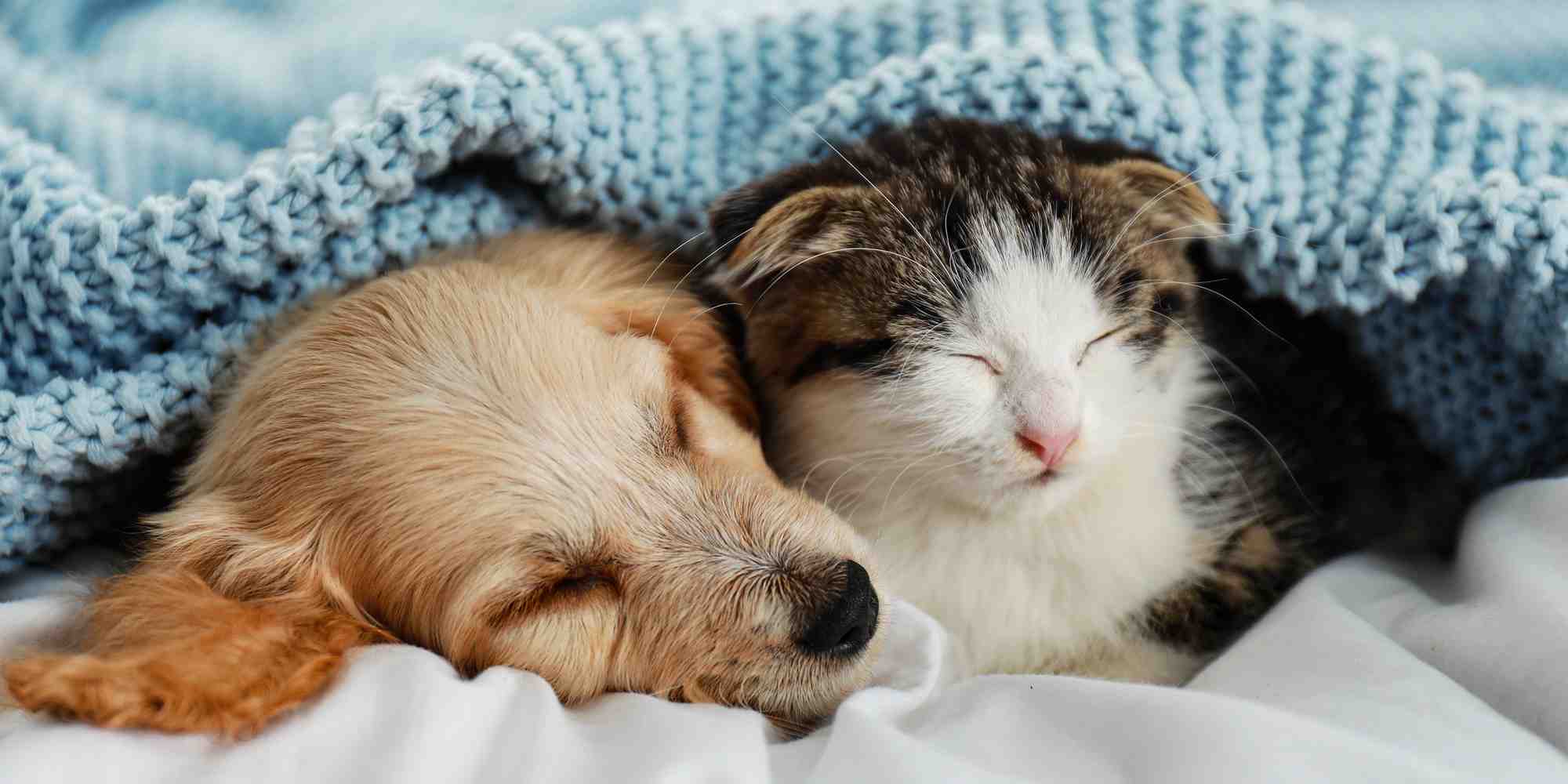 Chien et chat