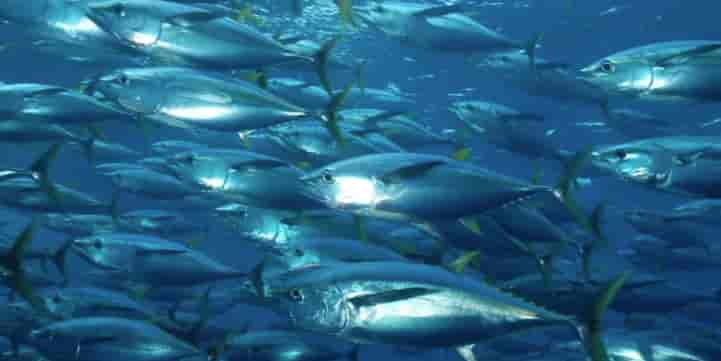 Les poissons jouent un rôle crucial dans le cycle du carbone océanique, contribuant directement à la séquestration de carbone dans l’océan profond.