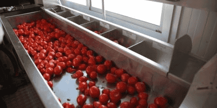 transformation tomate tunisie