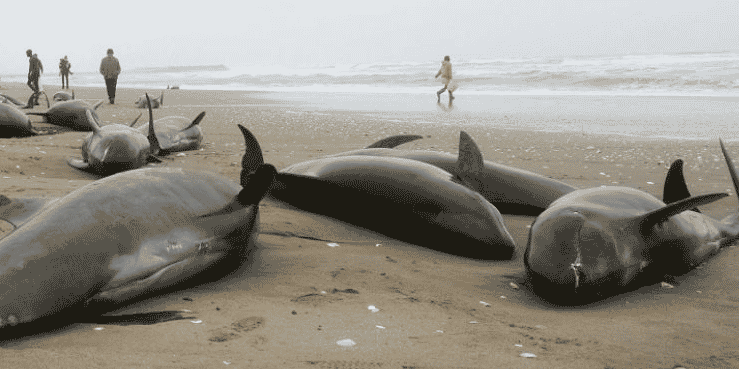 dauphins