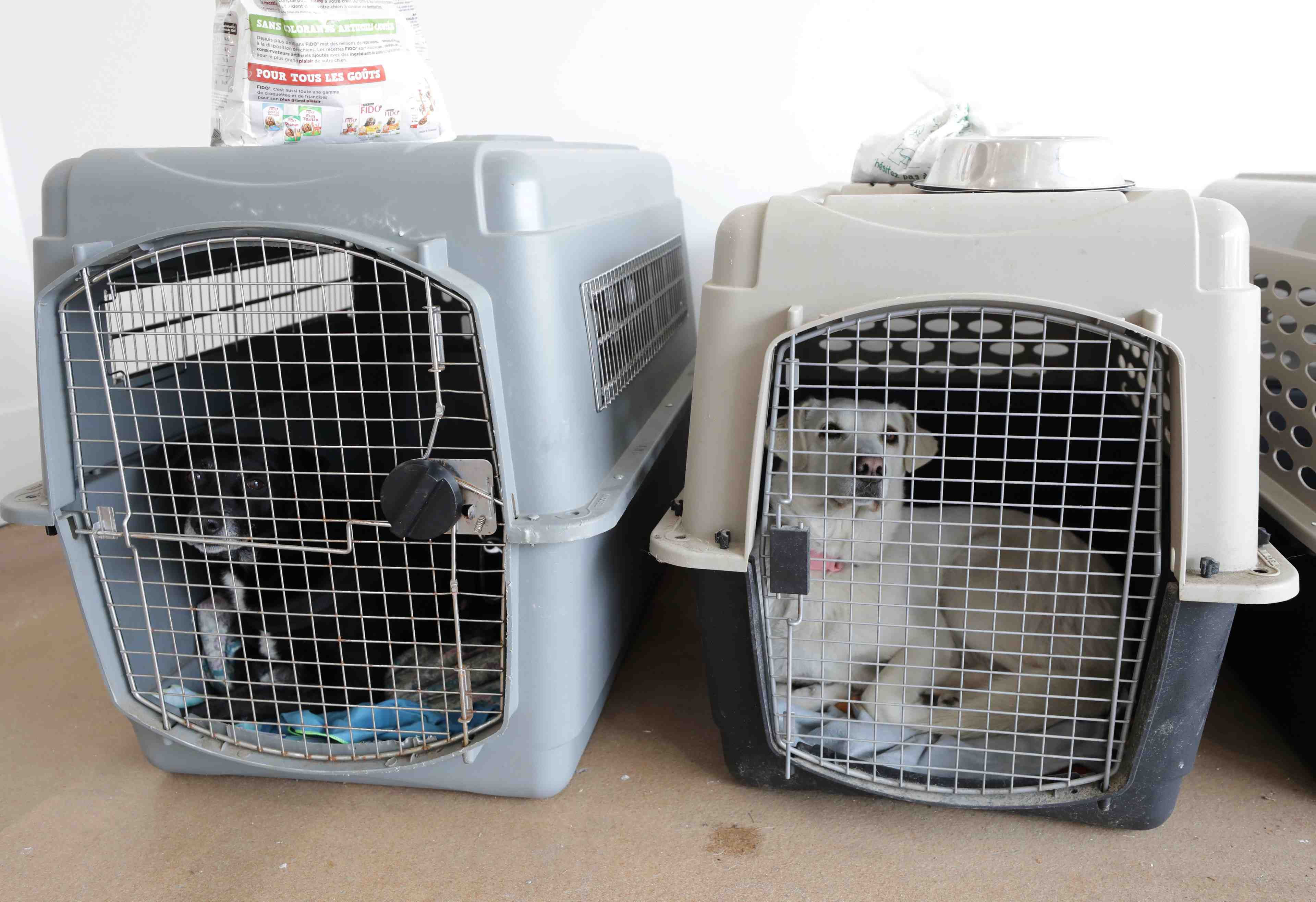 France: l'executif annonce une derogation au confinement pour l'adoption d'animaux