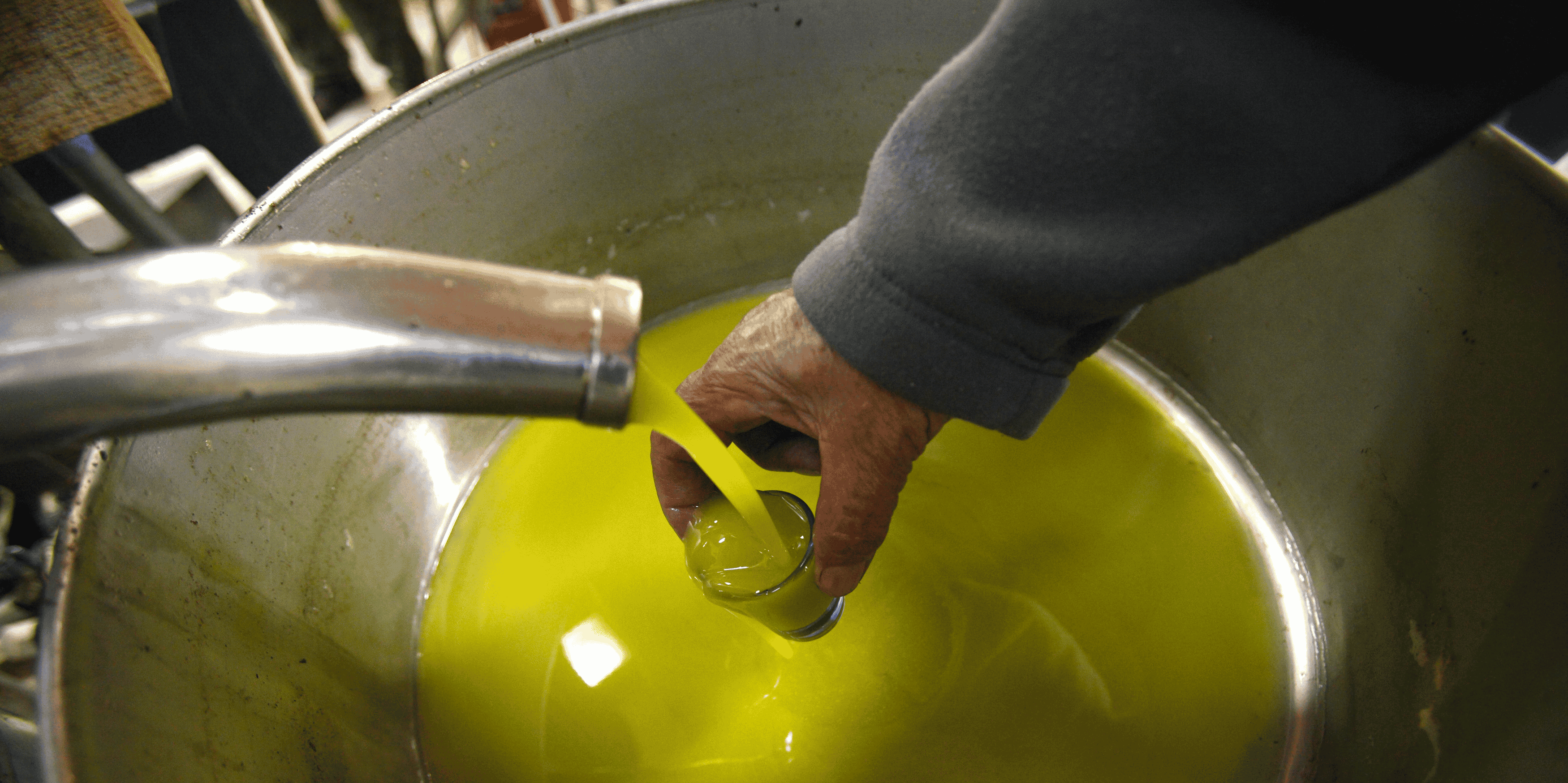 Huile d'olive oléiculture trituration agroalimentaire agro industrie