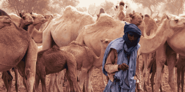 élevage pasteur nomade élevage camelin