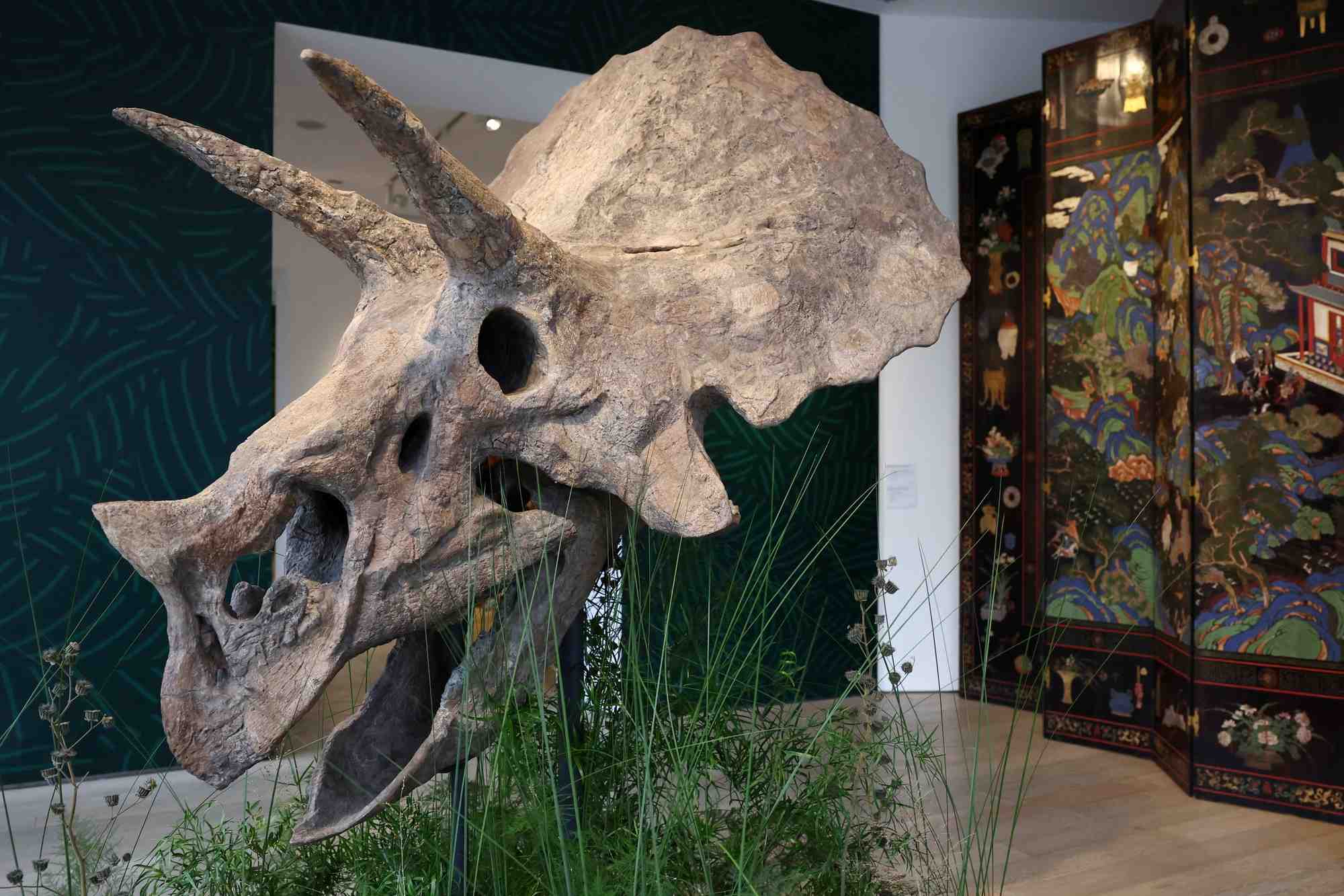 A 68-million-year old skull of a triceratops on auction in paris