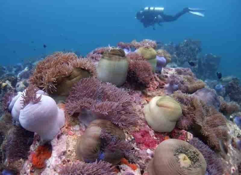 Pres de 1.500 creatures nouvelles identifiees dans les oceans