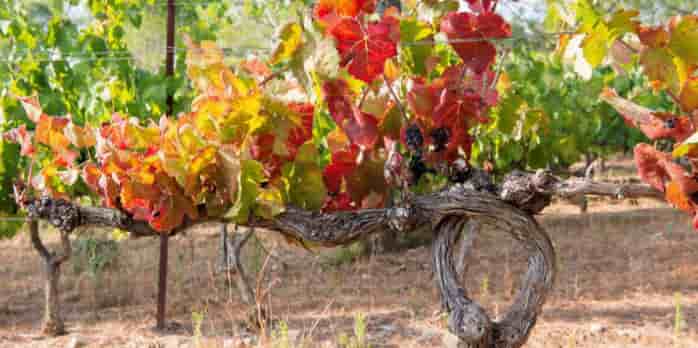 Selon une enquête de France Agrimer, 22.000 hectares de vigne en France seraient concernés par un arrachage temporaire ou définitif, dont 10.000 en Languedoc-Roussillon.
