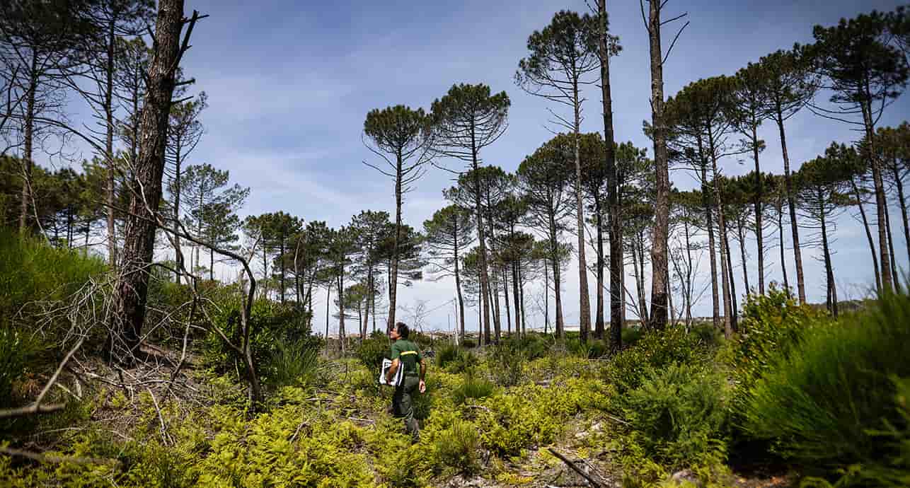 Près de trois ans après le terrible incendie de l'été 2022, la forêt de La Teste de Buch se régénère naturellement.