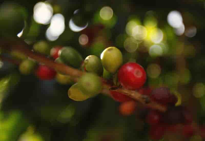 Greenyard en discussions avancees pour racheter dole food
