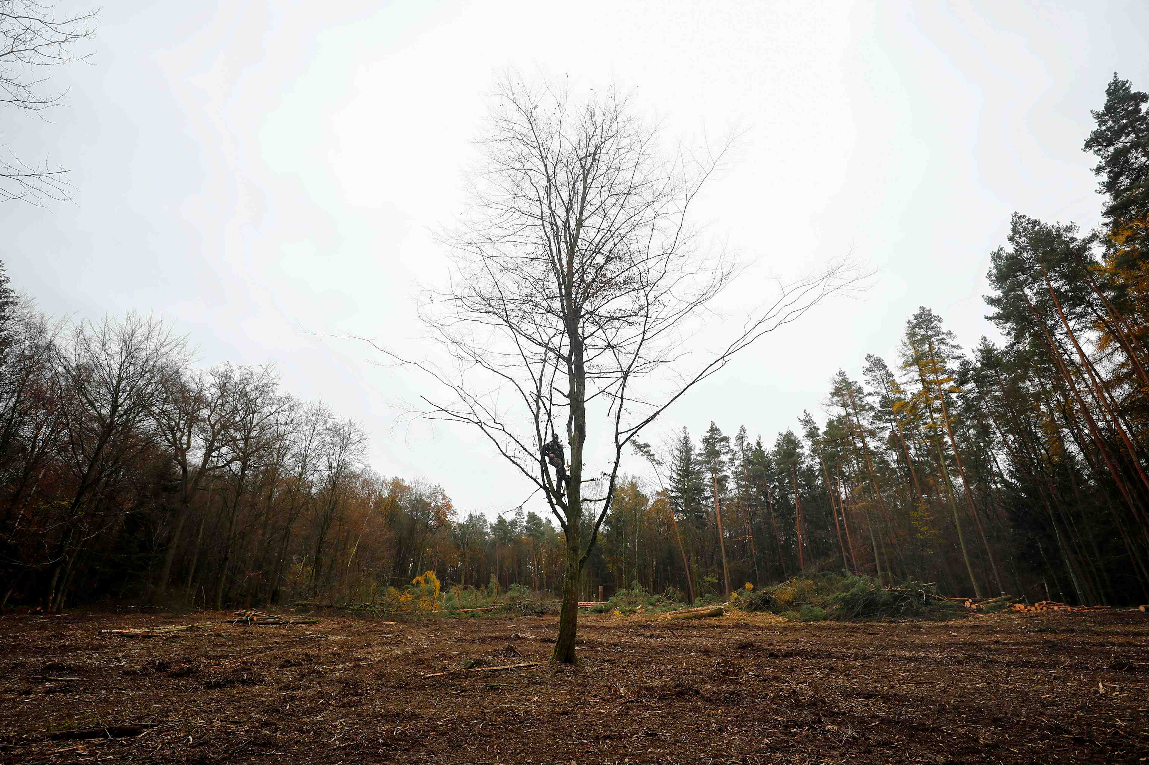 Incendies, secheresse et infestations menacent les forets allemandes