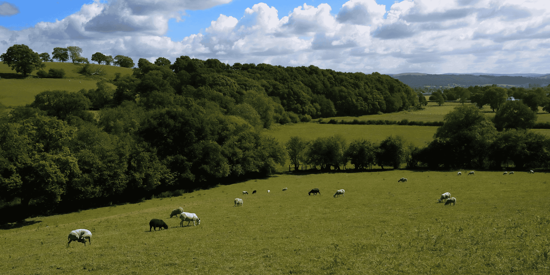 agriculture