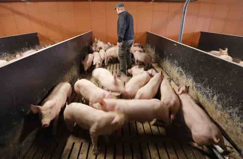 L'ue enquete sur les tables rondes de l'ete 2015 face a la crise porcine