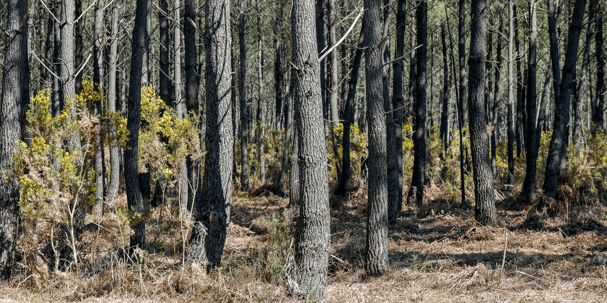 Forêt Médoc Gironde
