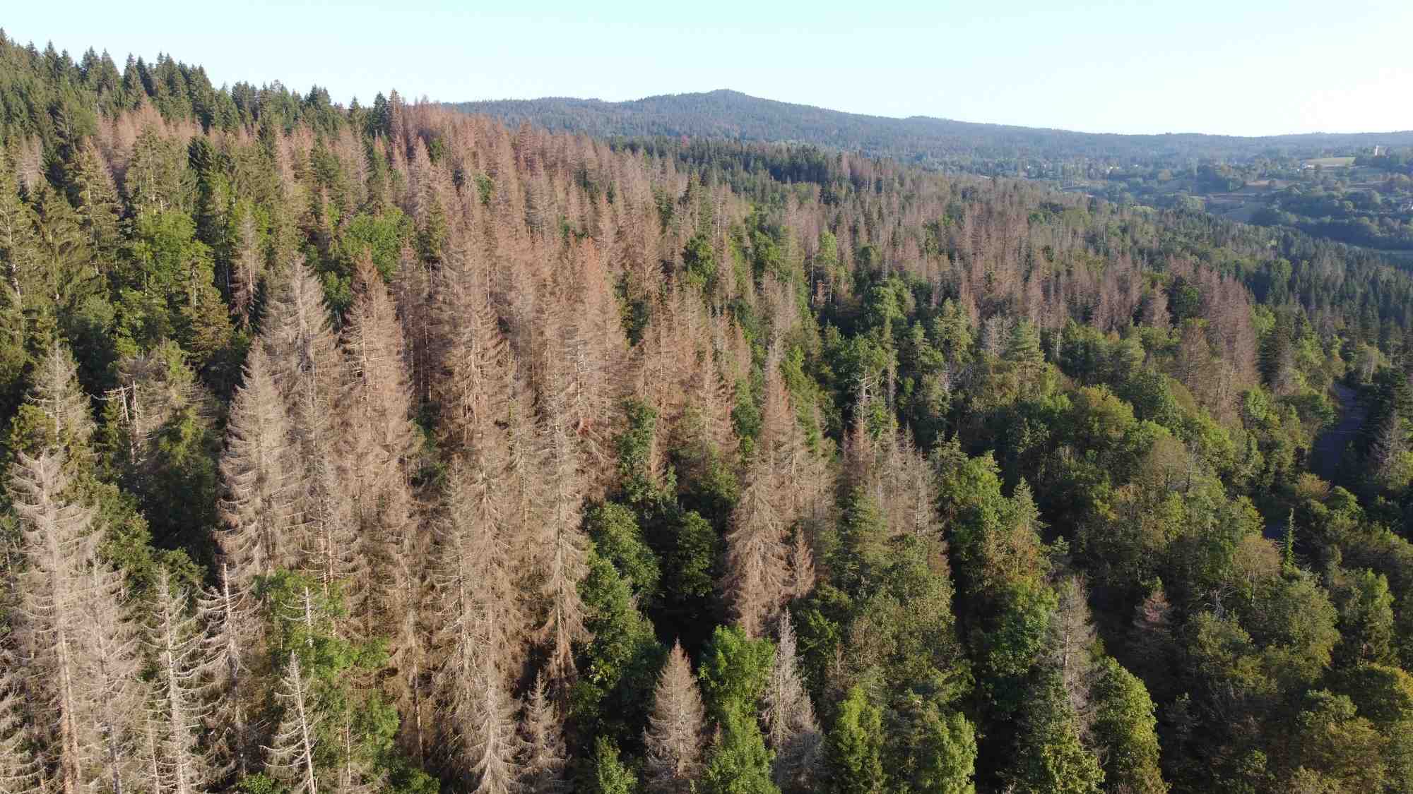 L’Ain fait partie des principaux départements touchés en Auvergne-Rhône-Alpes par l’avancée de l’épidémie de scolytes, qui s’attaque aux bois déjà fragilisés, notamment par la sécheresse.