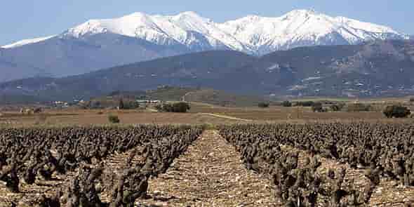 Vignes dans les Pyrénées-Orientales