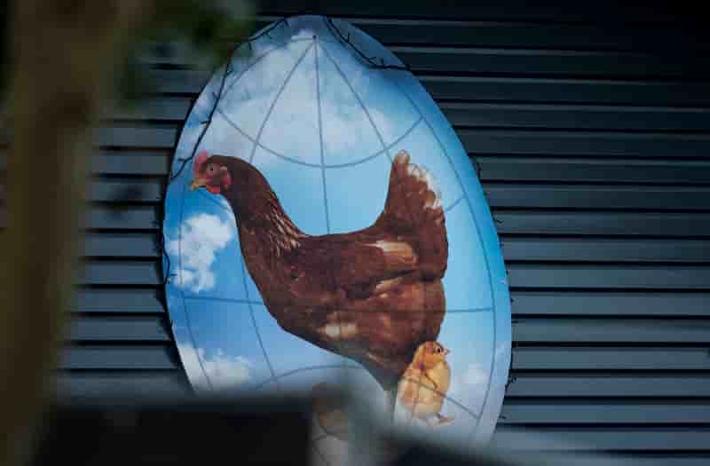 Troisième foyer de grippe aviaire aux Pays-Bas