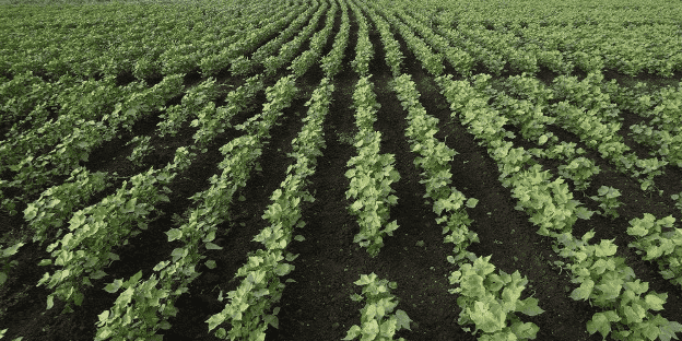 Coton bt agriculture OGM