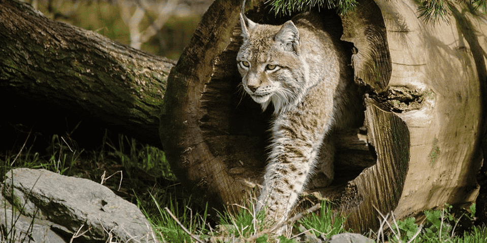Les animaux seront installés dans 4 zones reconstituant des environnements naturels de l'extrême-orient russe, du Pérou, du Niger et de Birmanie