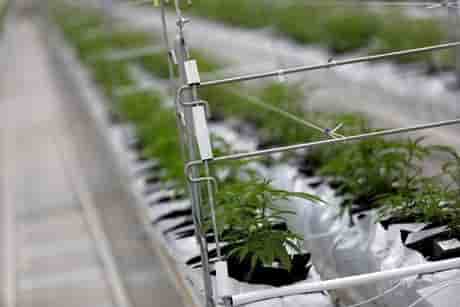 La ruee sur le cannabis se poursuit a wall street