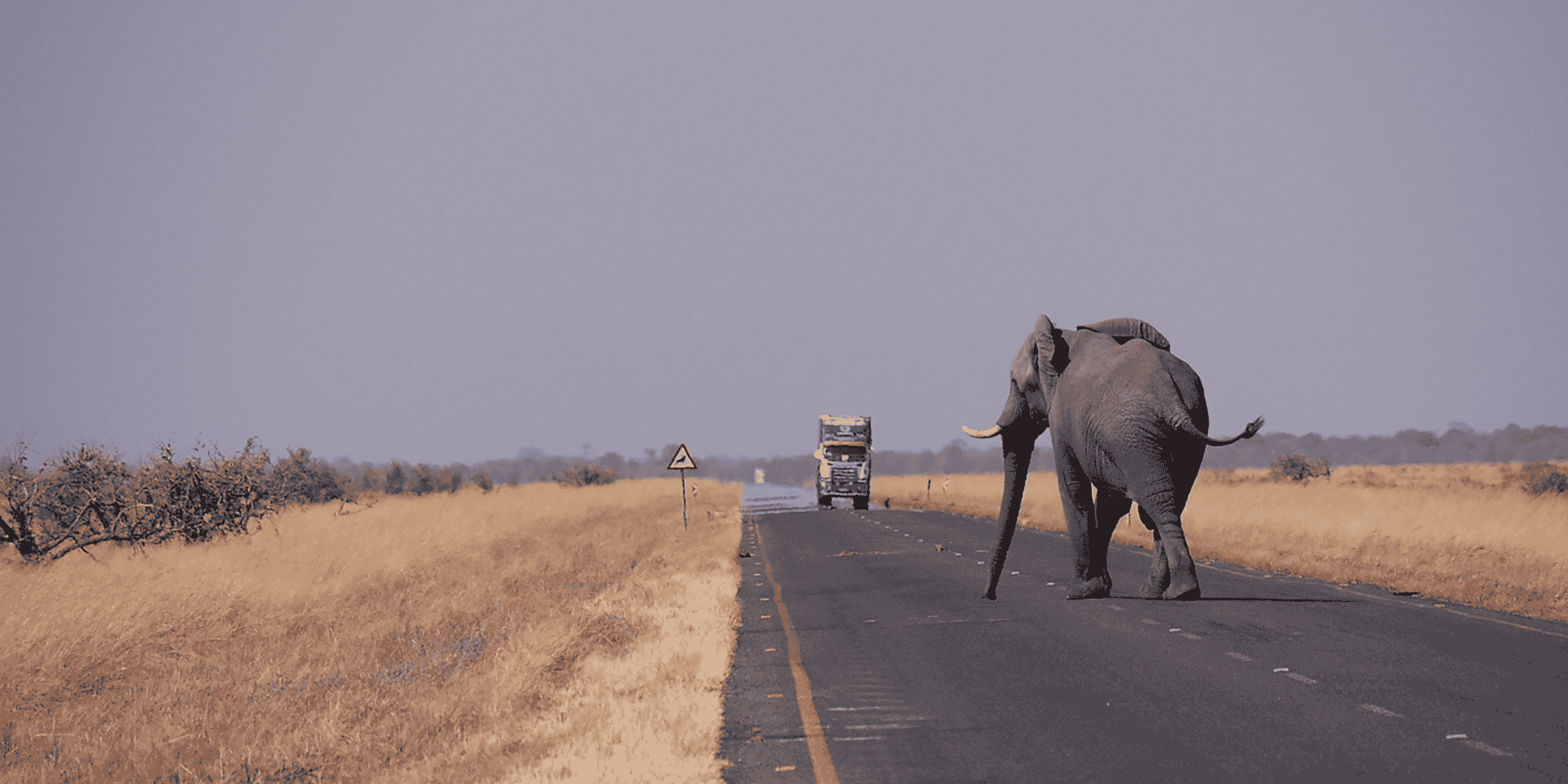 Fin mai dernier, le gouvernement botswanais a décidé de lever l'interdiction sur la chasse à l'éléphant.
