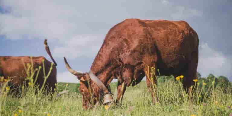 Dans son exploitation de 75 vaches Salers, dans le Cantal, Frédéric Capsenroux vise une réduction de 240 tonnes sur ses émissions de CO2 en l'espace de cinq ans.