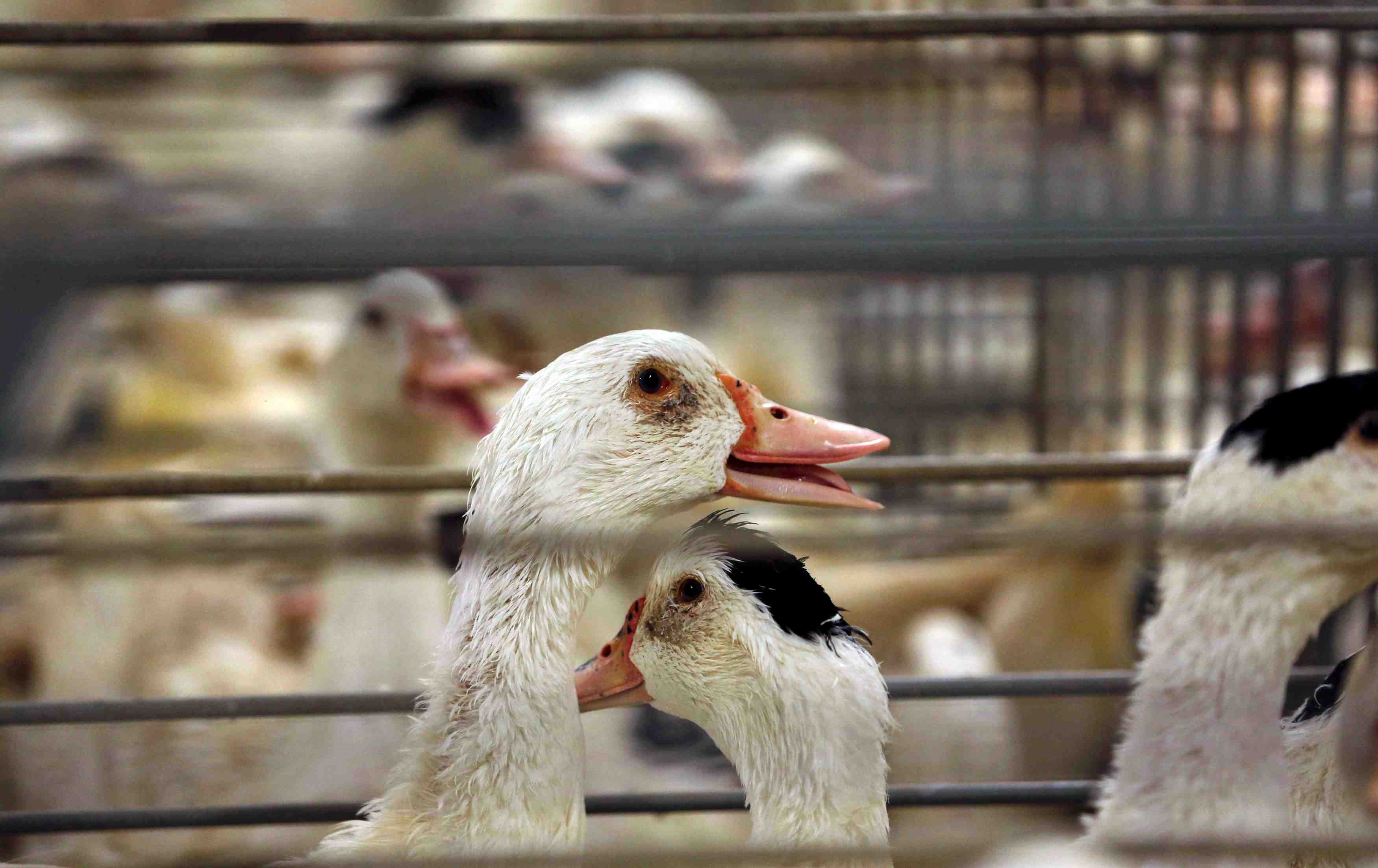 La zone de restriction de grippe aviaire touche dix departements