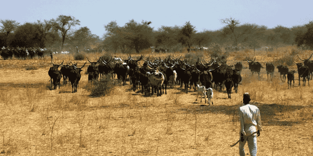 élevage Cameroun pastoralisme